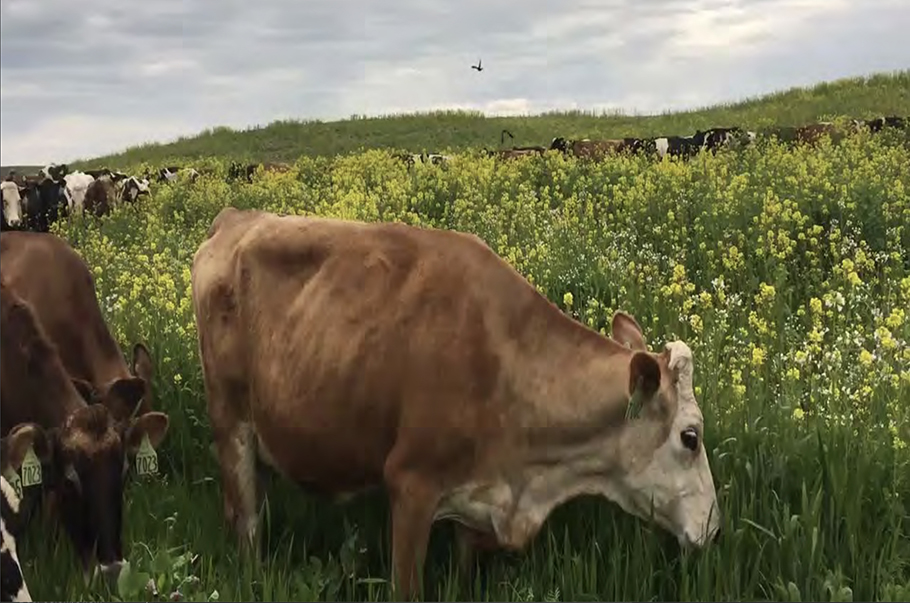 cows eating cover crops