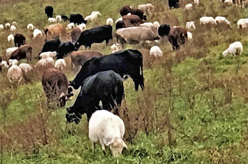 cow and sheep herd