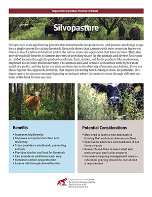 Silvopasture – Center for Regenerative Agriculture and Resilient Systems –  Chico State
