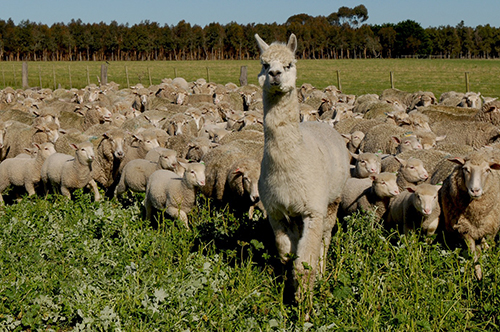 flock of sheep with an alpaca