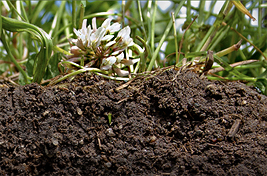 soil with clover