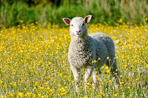 Lamb in yellow flowers
