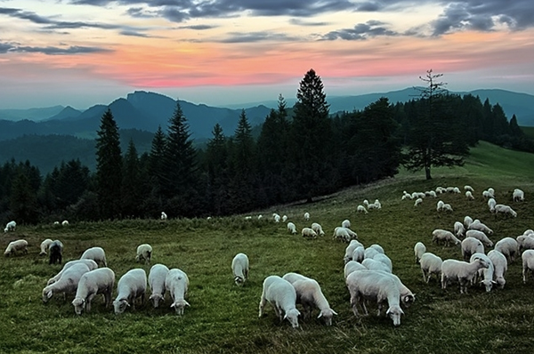 sheep grazing at sunset