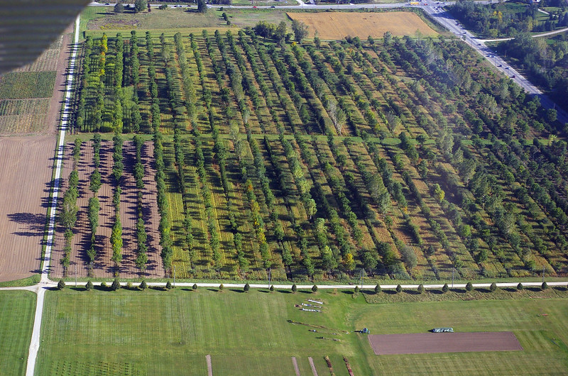 Aerial view of alley cropped fields