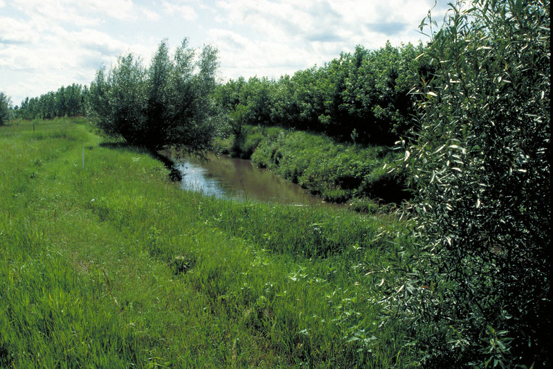 riparian forest buffer along a stream