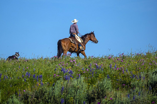 cowboy on a horse