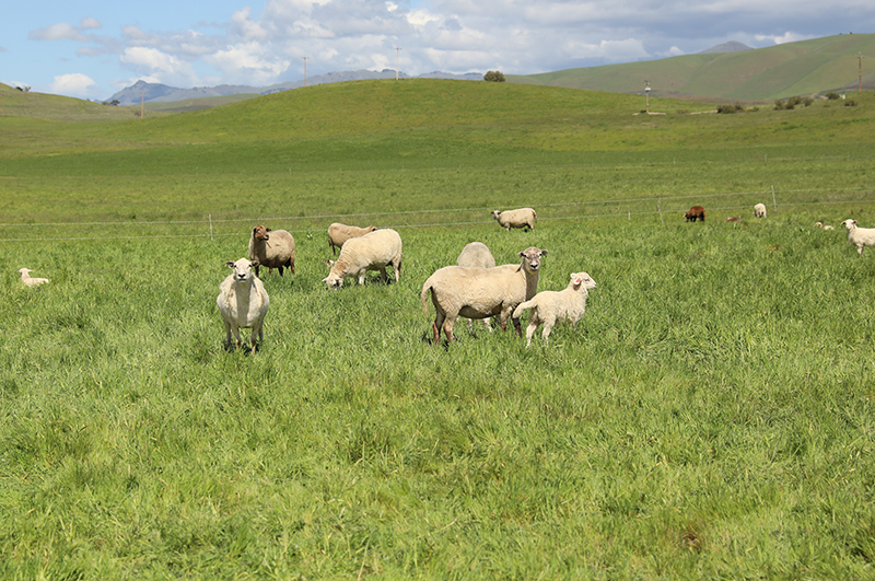 sheep grazing on rangeland