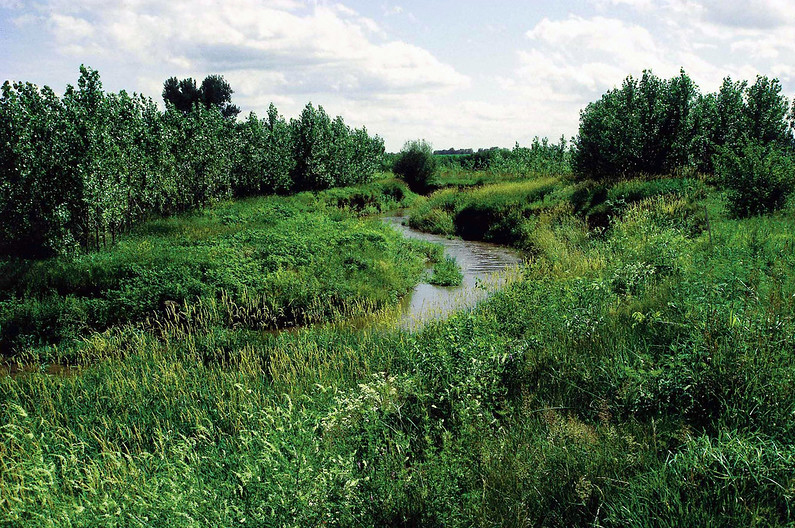 creek with vegetation on either side