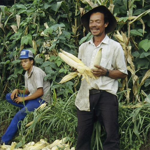 man holding corn harvest
