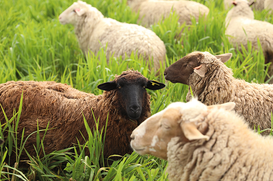 sheep resting in cover crops