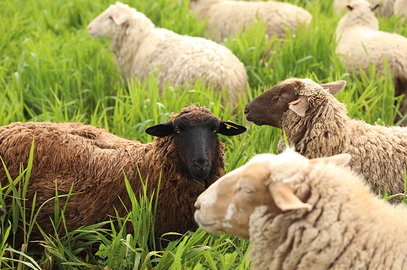 sheep in cover crops