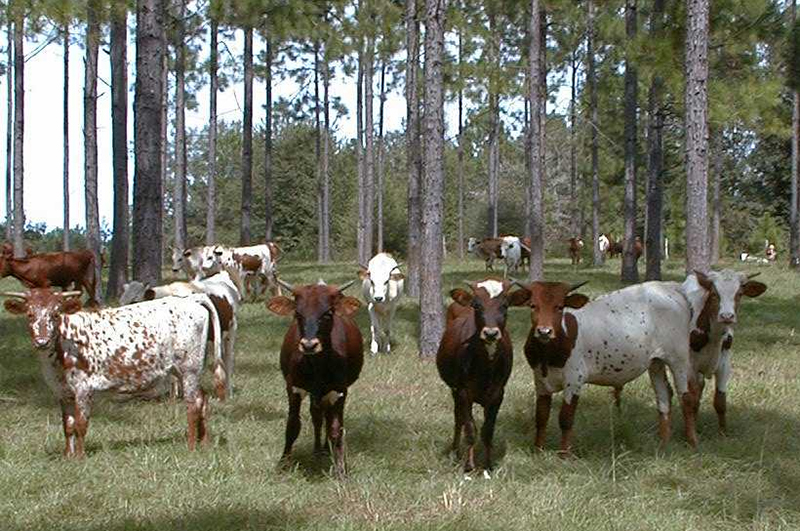 cows in front of trees