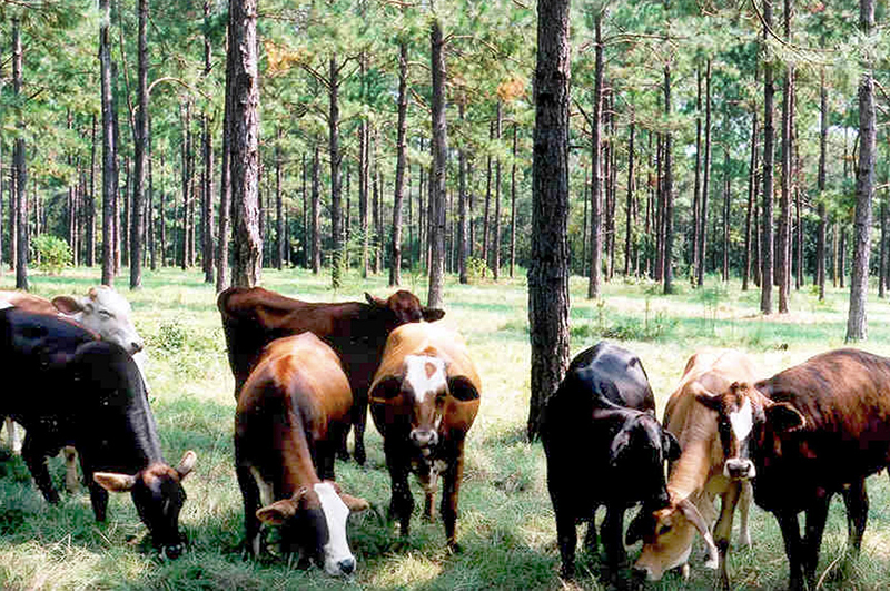 cows grazing under trees