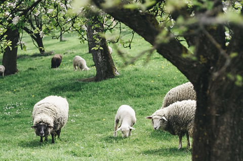 sheep grazing under trees