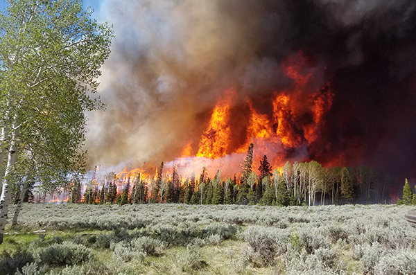 Wildfire in trees near rangelands