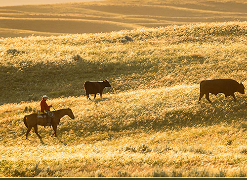 ranchers on horseback on grasslands