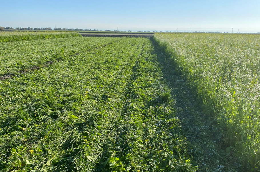 Cover crop after a pass with the roller crimper.