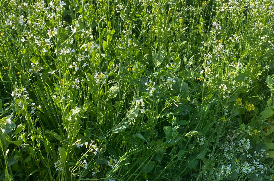 Close-up of cover crop.