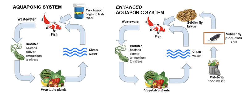Flowcharts of how aquaponic systems work
