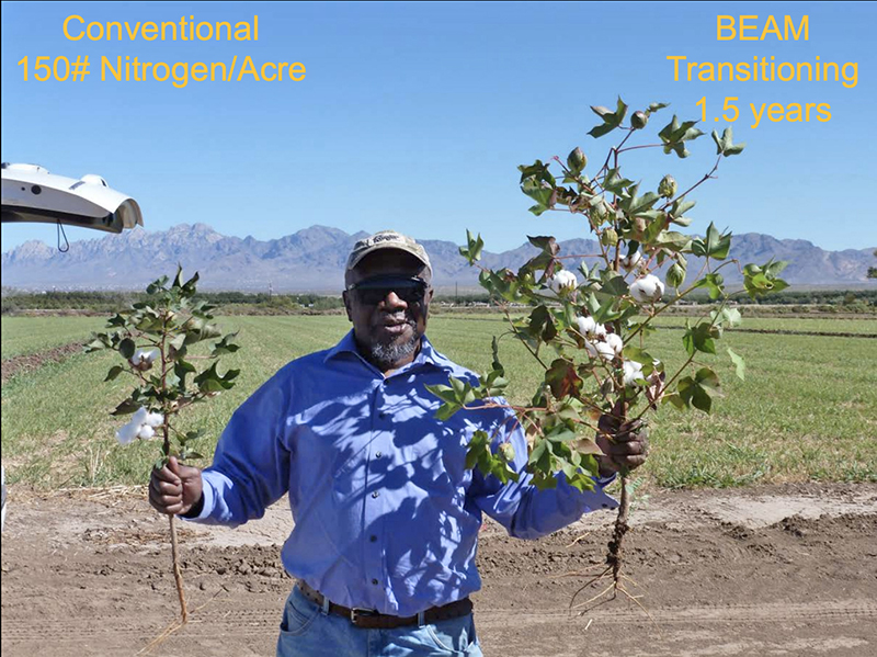 Man holding a comparison of two different cotton crop yields 