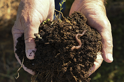hands holding soil with an earthworm