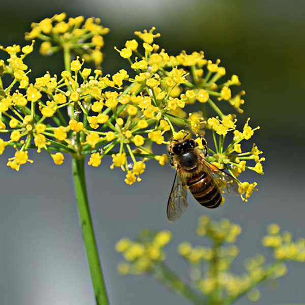 bee in yellow flowers