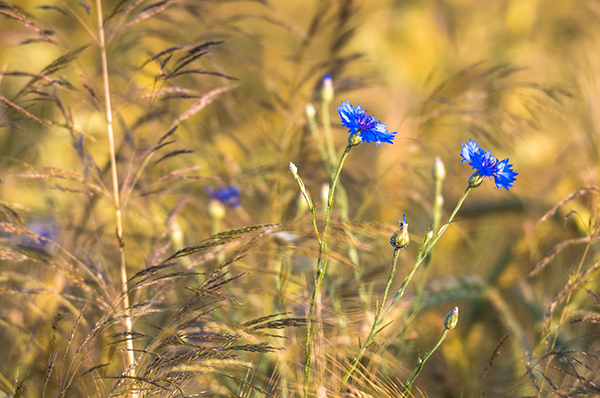 blue wildflowers and yellow wild grains