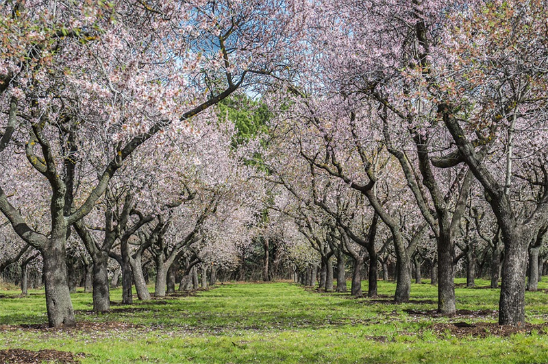 almond orchard in bloom