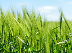 Barley, a Perennial Grain