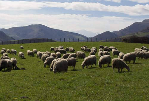 Basque sheep grazing