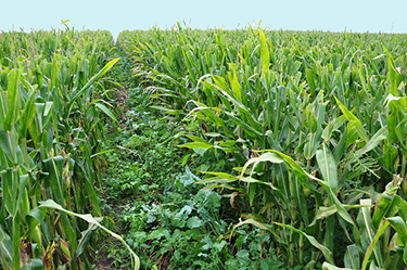 field with cover crops