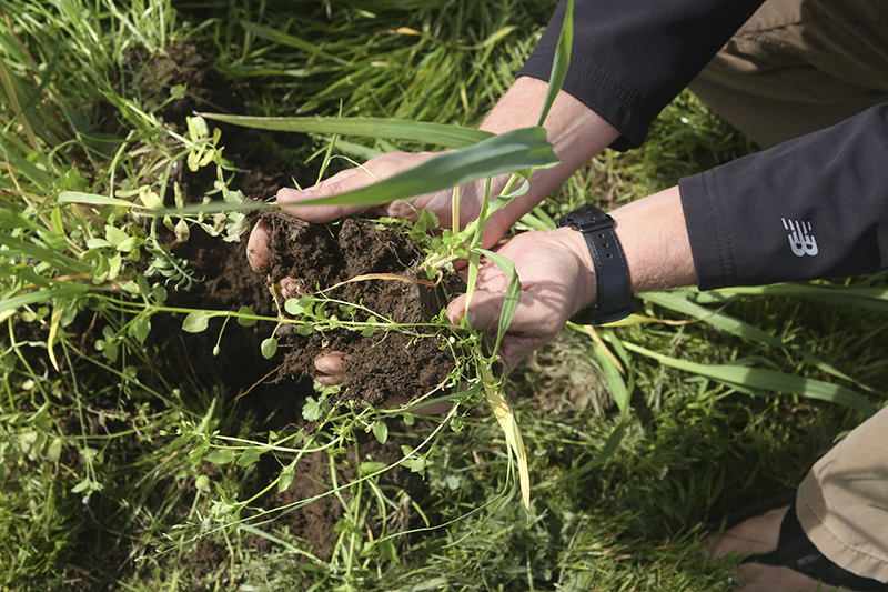 Root rich soil under multispecies forage cover crop