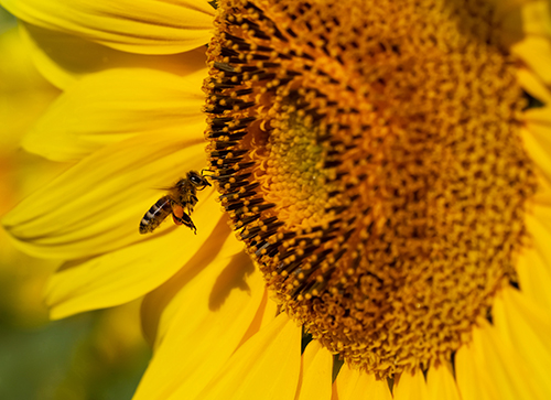 bee with sunflower