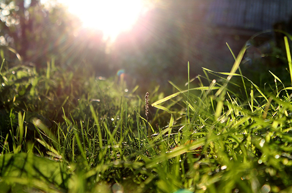 Grass in the sun