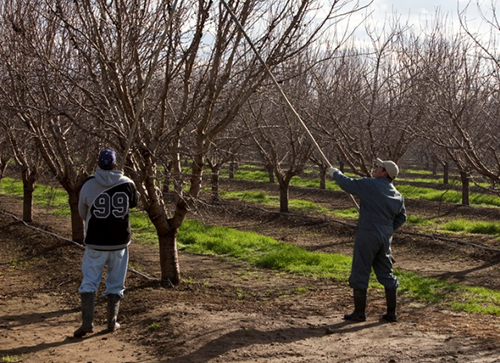 winter sanitation in an almond orchard