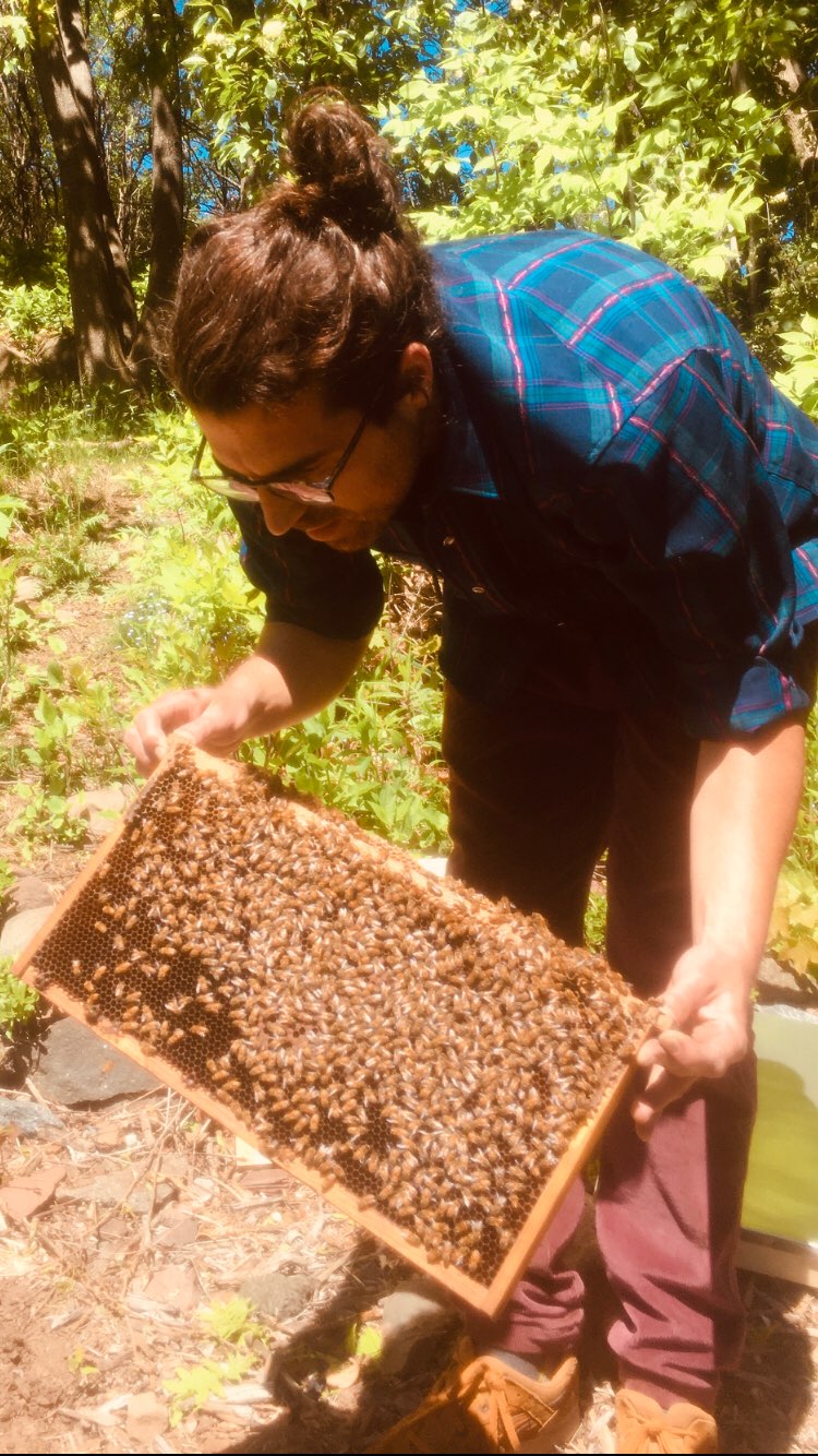 Jesse Engebretson holding bees