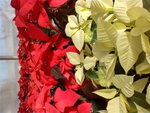 red and white poinsettias