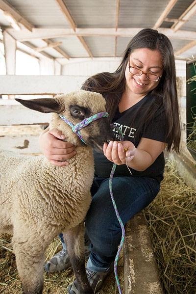 Agriculture student feeding sheep at farm