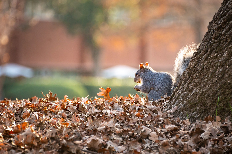 squirrel snacking on the Chico State campus