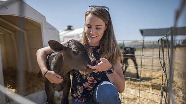 Students feeds a calf.