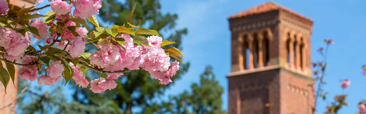 Pink flowers blossom as the Trinity Hall tower stands in the background
