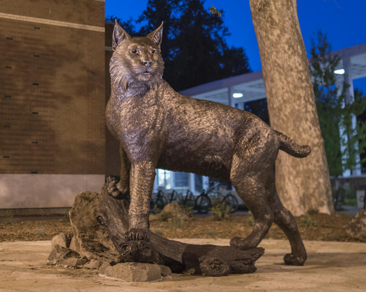Wildcat statue at night