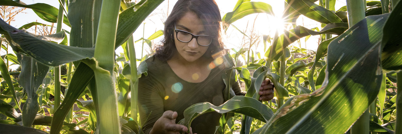 Student at the University Farm inspecting corn.