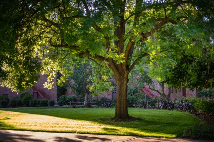 A tree at California State University, Chico's campus